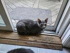 Bertha, Domestic Shorthair For Adoption In Bowling Green, Kentucky