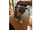Zane, Domestic Shorthair For Adoption In Bowling Green, Kentucky