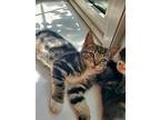 Zara, Domestic Shorthair For Adoption In Bowling Green, Kentucky