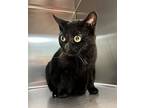 Cassie, Domestic Shorthair For Adoption In Sioux City, Iowa
