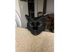 Ty, Domestic Shorthair For Adoption In Summerfield, Florida