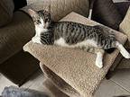 Forrest, Domestic Shorthair For Adoption In Summerfield, Florida