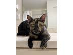 Fern, Domestic Shorthair For Adoption In Summerfield, Florida