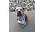 Pitbill Skarsgard, American Pit Bull Terrier For Adoption In Sioux City, Iowa