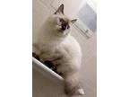 Ayla, Himalayan For Adoption In Manchester, New Hampshire