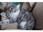 Casper, Domestic Longhair For Adoption In Manchester, New Hampshire