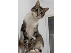 Louie, Egyptian Mau For Adoption In Manchester, New Hampshire