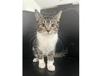 Miss Pickle, Domestic Shorthair For Adoption In St. Augustine, Florida