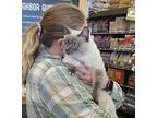Velvet, Siamese For Adoption In Fairborn, Ohio