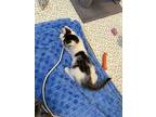 Logan, Domestic Mediumhair For Adoption In New Bern, North Carolina