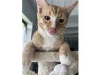 Munchkin, Domestic Shorthair For Adoption In St. Augustine, Florida