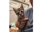Levi, Domestic Shorthair For Adoption In New Bern, North Carolina