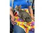 Quincey, Tabby For Adoption In Fairborn, Ohio