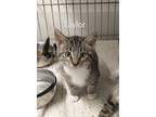 Taylor, Domestic Shorthair For Adoption In St. James, Minnesota