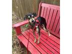 Nutmeg, Miniature Pinscher For Adoption In Lynnwood, Washington