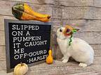 Harley, Other/unknown For Adoption In Columbus, Ohio