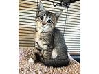 Cadbury, Domestic Shorthair For Adoption In Wilmington, North Carolina