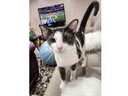 Hermoine, Domestic Shorthair For Adoption In Kalamazoo, Michigan