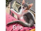 Brie, Domestic Shorthair For Adoption In Athens, Tennessee