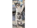 Yogi Barra, Manx For Adoption In Athens, Tennessee