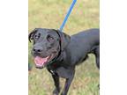 Batman, Labrador Retriever For Adoption In Summit, New Jersey