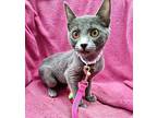 Dimetra, Russian Blue For Adoption In Missouri City, Texas