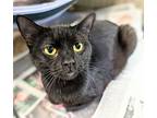 Duo, Domestic Shorthair For Adoption In Apollo, Pennsylvania