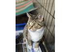 Autumn, Domestic Shorthair For Adoption In Apollo, Pennsylvania