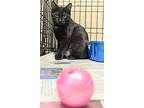 Athena, Domestic Shorthair For Adoption In Apollo, Pennsylvania