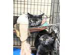 Mila, Domestic Shorthair For Adoption In Apollo, Pennsylvania