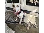 Sabrina, Labrador Retriever For Adoption In Amherst, Massachusetts