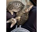 Mickey, Domestic Shorthair For Adoption In Ferndale, Michigan