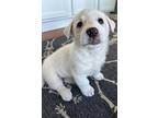 Darcy, Labrador Retriever For Adoption In Plainfield, Illinois