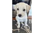 Daisy, Labrador Retriever For Adoption In Plainfield, Illinois