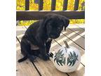 Ivory Avail Nov 30 Aft Alter, Labrador Retriever For Adoption In Evergreen