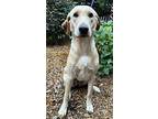 Super Lab. Sandy In Foster & House Trained!, Labrador Retriever For Adoption In