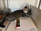 Ciri, Russian Blue For Adoption In Dallas, Texas