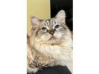 Grace, Siamese For Adoption In Fort Collins, Colorado