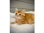 Ripley, Domestic Shorthair For Adoption In Greensboro, North Carolina