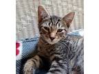 Spicy, Domestic Shorthair For Adoption In South Bend, Indiana