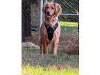 Penny, Golden Retriever For Adoption In East Greenville, Pennsylvania