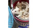Professor, Hamster For Adoption In Paramus, New Jersey