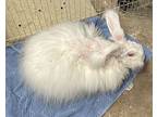 Melony, Angora, Giant For Adoption In Paramus, New Jersey