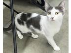 Sylvia, American Shorthair For Adoption In Belton, Texas