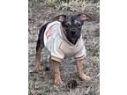 Cheerio, American Staffordshire Terrier For Adoption In Raleigh, North Carolina