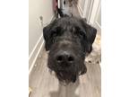 Riot, Schnauzer (standard) For Adoption In Raleigh, North Carolina