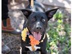 Winnie, Terrier (unknown Type, Medium) For Adoption In Olive Branch, Mississippi