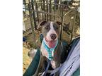 Ghost, Terrier (unknown Type, Medium) For Adoption In Olive Branch, Mississippi