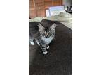 Lorelei, Domestic Mediumhair For Adoption In Brandon, Florida