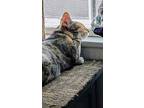 Lily, Domestic Shorthair For Adoption In Brandon, Florida